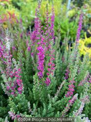 <i>Calluna vulgaris</i> &lsquo;Dark Beauty&rsquo;