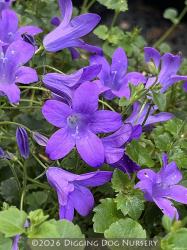 <i>Campanula</i> ‘Birch Hybrid’
