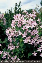 <i>Campanula lactiflora</i> &lsquo;Loddon Anna&rsquo;