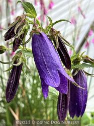 <i>Campanula</i> &lsquo;Purple Sensation&rsquo;