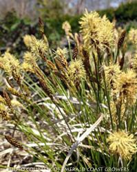 <i>Carex pensylvanica</i> &lsquo;Straw Hat&rsquo;