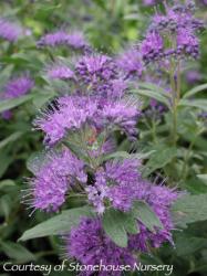 <i>Caryopteris</i> x <i>clandonensis</i> &lsquo;Dark Knight&rsquo;