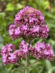 <i>Centranthus ruber</i> &lsquo;Pretty Betsy&rsquo;