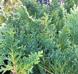 <i>Chamaecyparis lawsoniana</i> &lsquo;Nidiformis&rsquo;