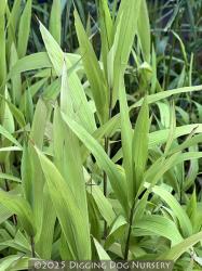 <i>Chasmanthium latifolium</i>