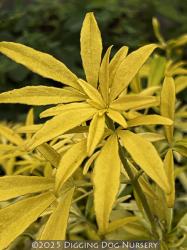 <i>Choisya</i> x <i>dewitteana</i> &lsquo;Limo&rsquo;