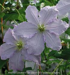 <i>Clematis</i> &lsquo;Blue Angel&rsquo;