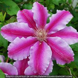<i>Clematis</i> ‘Doctor Ruppel’