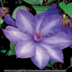 <i>Clematis</i> ‘Elsa Sp&auml;th’