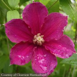 <i>Clematis</i> &lsquo;Ernest Markham&rsquo;