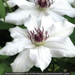 <i>Clematis</i> ‘Fragrant Star (Vancouver&trade;)’