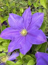 <i>Clematis</i> &lsquo;Fujimusume&rsquo;