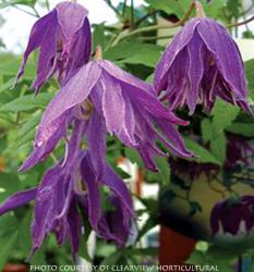 <i>Clematis macropetala</i> &lsquo;Jan Lindmark&rsquo;