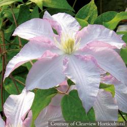 <i>Clematis</i> ‘Morning Mist’