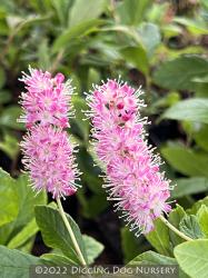 <i>Clethra alnifolia</i> &lsquo;Ruby Spice&rsquo;