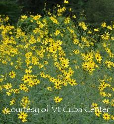 <i>Coreopsis tripteris</i> &lsquo;Gold Standard&rsquo;