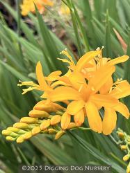 <i>Crocosmia</i> &lsquo;Pauls Best Yellow&rsquo;