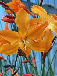 <i>Crocosmia</i> &lsquo;Star of the East&rsquo;