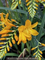 <i>Crocosmia</i> ‘Walberton Yellow’