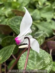 <i>Cyclamen persicum</i> var. <i>persicum</i>