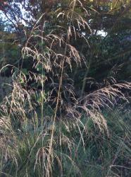 <i>Deschampsia cespitosa</i> &lsquo;Schottland&rsquo;