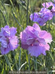 <i>Dianthus</i> &lsquo;Rose de Mai&rsquo;
