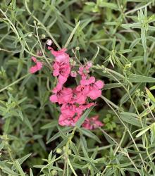 <i>Diascia integerrima</i> &lsquo;Coral Canyon&rsquo;