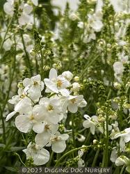 <i>Diascia barberae</i> &lsquo;Trinity� Grace&rsquo;