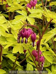 <i>Dicentra spectabilis</i> &lsquo;Gold Heart&rsquo;