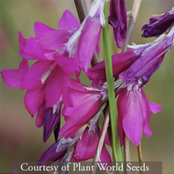 <i>Dierama</i> &lsquo;Blackberry Bells&rsquo;