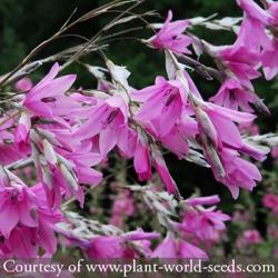<i>Dierama</i> &lsquo;Pink Rocket&rsquo;