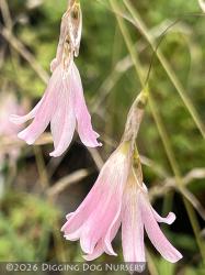 <i>Dierama</i> ‘Spring Dancer’