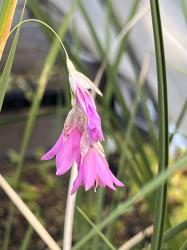 <i>Dierama reynoldsii</i>