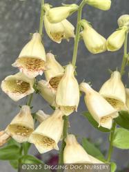 <i>Digitalis grandiflora</i>