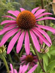 <i>Echinacea purpurea</i> &lsquo;Ruby Star (Rubinstern)&rsquo;