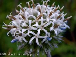 <i>Echinops bannaticus</i> &lsquo;Star Frost&rsquo;