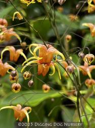 <i>Epimedium</i> &lsquo;Amber Queen&rsquo;