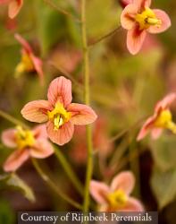 <i>Epimedium</i> x <i>warleyense</i> &lsquo;Orange Queen&rsquo;