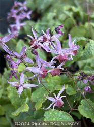 <i>Epimedium</i> ‘Pink Elf’