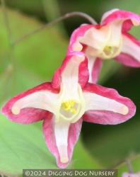 <i>Epimedium</i> x <i>rubrum</i>
