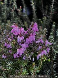 <i>Erica</i> x <i>darleyensis</i> ‘Furzey’