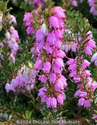 <i>Erica carnea</i> ‘Springwood Pink’