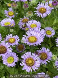 <i>Erigeron glaucus</i> &lsquo;Cape Sebastian&rsquo;
