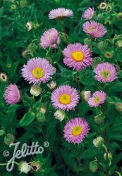 <i>Erigeron speciosus</i> &lsquo;Pink Jewel&rsquo;