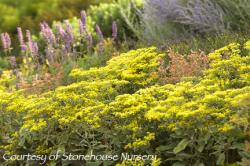 <i>Eriogonum allenii</i> &lsquo;Little Rascal&rsquo;