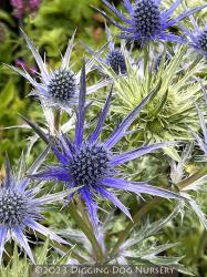 <i>Eryngium</i> &lsquo;Big Blue&rsquo;
