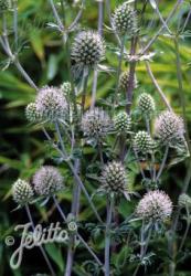 <i>Eryngium planum</i> &lsquo;White Glitter&rsquo;