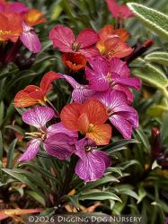 <i>Erysimum</i> &lsquo;Wenlock Beauty&rsquo;