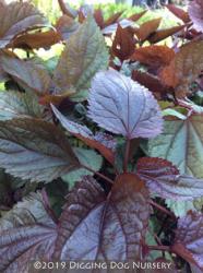 <i>Eupatorium rugosum</i> &lsquo;Chocolate&rsquo;