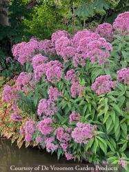 <i>Eupatorium maculatum</i> &lsquo;Gateway&rsquo;